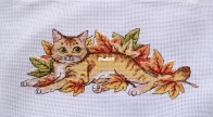 Cat - Carrot