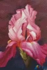 Gerdamoon B012 - Pink Iris - Free