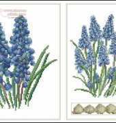 Thea Gouverneur TG443 Muscari XSD