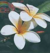 Art and Technology CX-VE-176 -  Lotus