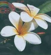 Art and Technology CX-VE-176 -  Lotus