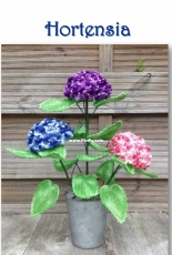 Yvonne Blanker - Hydrangea - Dutch