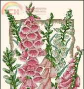 Anchor PCE 936 Flowering Foxgloves
