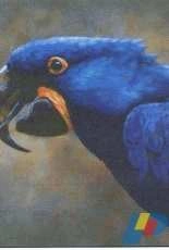 Shinysuns Cross Stitching - Blue Hyacinth Macaw