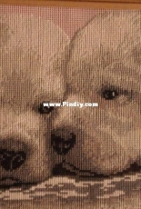 vernissage of dogs