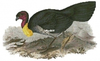 Artecy Cross Stitch - Brush Turkey