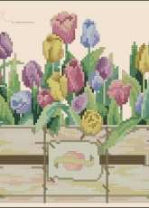 Candamar 002063 Tulips