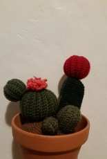 Cactus Pincushion