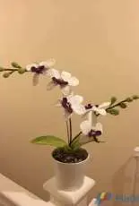 Lisa Lisa - Orchid flower