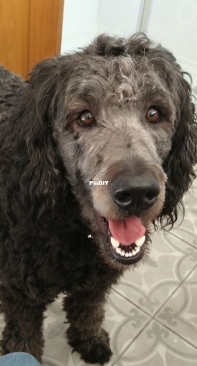 My Dog Percy :)
