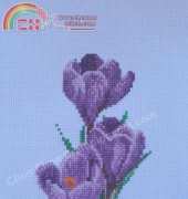 Purple Flowers