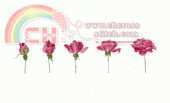 DMC XC0657-A (FCE0509) - Blooming Rose - Free