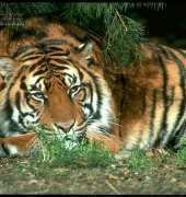 Laura Stitch - ANIM 022 - Tiger