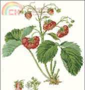Thea Gouverneur TG 2085 Strawberry XSD