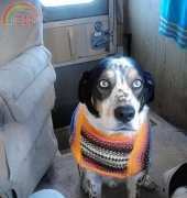 Another dog sweater