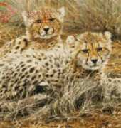 Kustom Krafts 99627 Baby Cheetahs