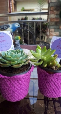 Crocheted Planter Souvenir