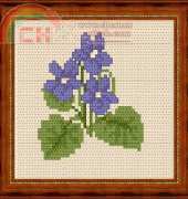 Megat 837 Violets