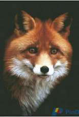Bozenka 1001 - Fox