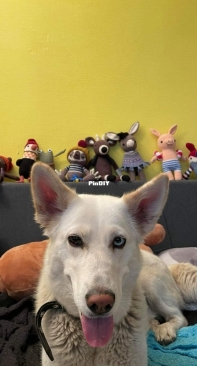 My dog with my crochet animals