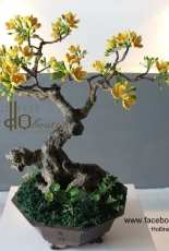 HQ Boutique- Quang Hoang Do- Leopard - Vietnamese