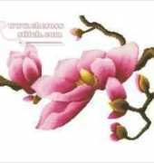 Magnolia