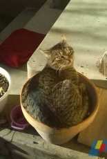 cat flower