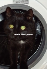 Cat Тихон