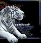 Panna J-27 White tiger