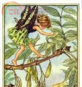 DMC BL175 - The Ash Tree Fairy