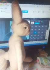 rabbit