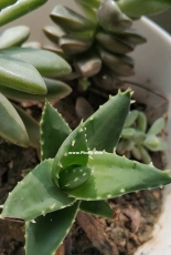 my succulent plant