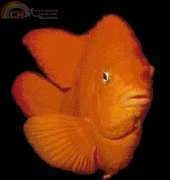 Golden Kite GK 123 - Garibaldi