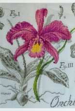 Orchidee - DFEA - Enginger Veronique