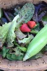My garden harvest