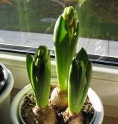 Hyacinthus