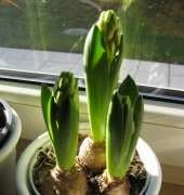 Hyacinthus