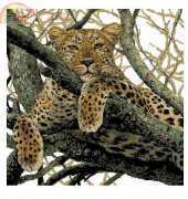 Riolis 937 Leopard XSD