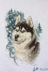 Brave Husky