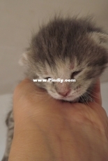 My cat Manuna