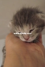 My cat Manuna