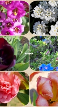 Flowers from my garden 3