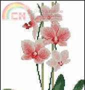 Riolis 1161 Orchid XSD