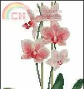 Riolis 1161 Orchid XSD