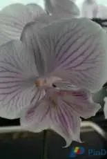 HAED HAESPECIAL 52114 Lavender Orchid by Michele Sayetta