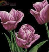 DOME 90807 - Purple Tulip