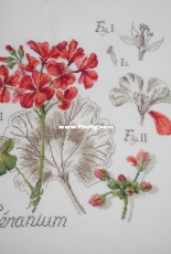 Geranium, Les Brodeuses Parisiennes