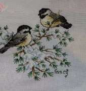birds