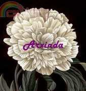 Arxinda - Full Bloom 1