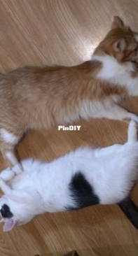 The cats are tired